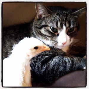 One of my chicks with my killer cat