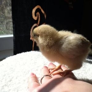 Baby Buff perched on my hand, enjoying the warmth of the sun