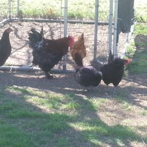 Partridge Cochin rooster "Cowboy" and a few of the ladies