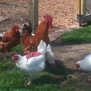 New Hampshire rooster "Red" and a few of the other ladies