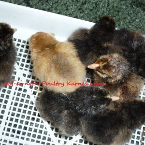 Full assortment 7 Chicks first Hatch