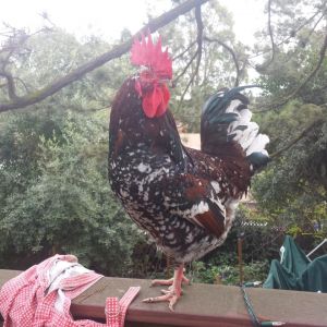 Speckled Sussex rooster (RIP)