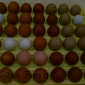 bcm, blue wheaten ameraucana, olive eggs, in incubator. Photo taken without flash.