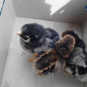 First day going home with my first chicks ever!  Two GLWs and a SLW!
