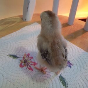 Pepper
(silver duckwing bantam)
(roo)
(3 days old)