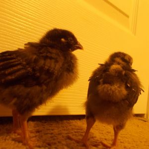Had these 2 lovely Silver Laced Wyandottes for 2 weeks now c: