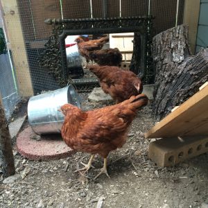1 month with the girls: So far, so good. They seem healthy, they go to their roost in the coop on their own each night, and no sign of predators or rodents. Plus, the girls are actually girls. They eat out of my hand, but they don't like to be picked up. I don't know if they'll ever love that, but I do want to be able to handle them without them getting pissy at me. Janet is definitely more comfortable being petted than Penny.