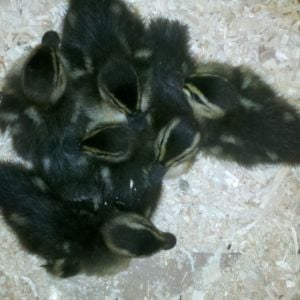 6 ducklings