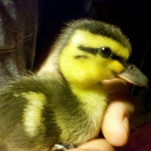 Face shot of duckling