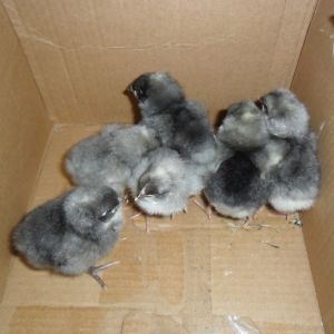 8 Large Blue Plymouth Rock Chicks