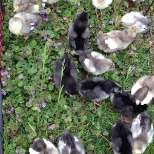 *16 chicks from Murray McMurray. 5 Black Jersey Giants, 5 White Jersey Giants, 5 Light Brahmas and one Mystery Chick. They are about 1 week and 2 days old here.  Picture taken May 3, 2014.