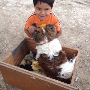 My son Andres excited about his new pets