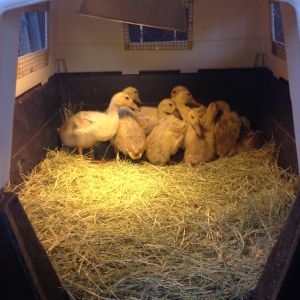 Almost 4-week old Holderread stock Welsh Harlequin Ducklings