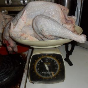 2.25 Kg or 5 pound meat bird