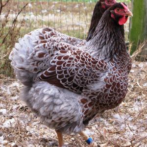 Crazy Beautiful
Blue Red Laced Wyandotte     I really want one,they are just breathtaking