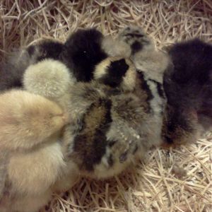 Pile of babies!  
Seven chicks from chiqita, mostly silkie, hatched around May 31, 2014.