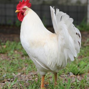 Icelandic Rooster (foundation rooster to all of the others) He has a light tan saddle feathers.