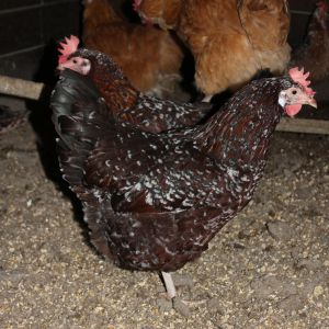 Sussex hens