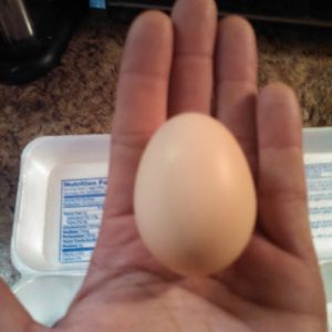 Our first egg. Payed yesterday.  Got three today.