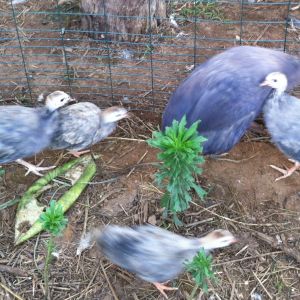 AppleMark

violet guinea and violet keets