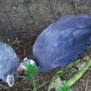 AppleMark

violet guinea hen and young keet