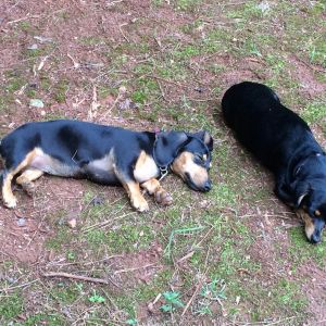 06/08/2014 Our dachshunds, Gracie and Piper, are totally exhausted from all this work. We have dubbed them the "chicken guards"