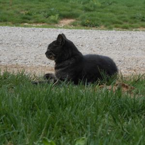 Olive, our watch-cat - despite previous protective-mama-attacks from  the hens :)