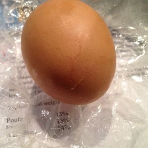 RIR, egg 11 cracked and not used