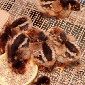 2014 Barnie chicks