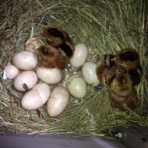 Crele OEGB chicks from Roost Neighborhood 5A Crele Drive