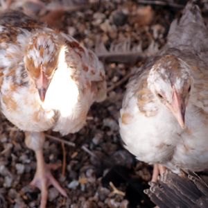 Brown and Blue SFH pullets