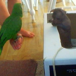 Burt  my 40 year old parrot  meets 3 month old little  bits,my xolo pup both are the same size....lol...  :)