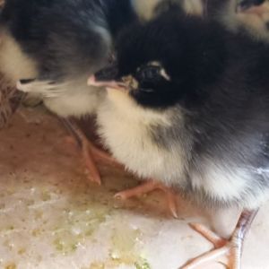 My three Black Australopr chicks arrived today. I am so excited to add them to my babies.