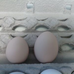 2nd egg (left) next to 3rd egg