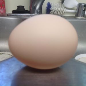 4th egg, 11:15 am, small, hard shelled
