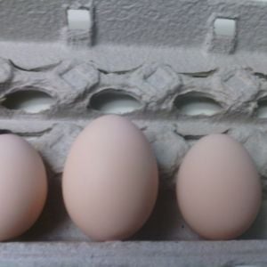 in order from left to right 2nd egg, 3rd egg, 4th egg