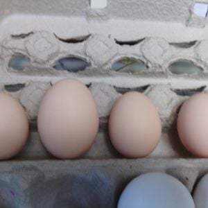 left to right. 2nd egg, 3rd egg, 4th egg, 5th egg.
