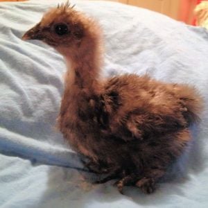Our Blue Silkie Storm