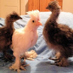 Storm on the Left, Khaleesi in the Middle and Rain on the right #Silkies #Sultan