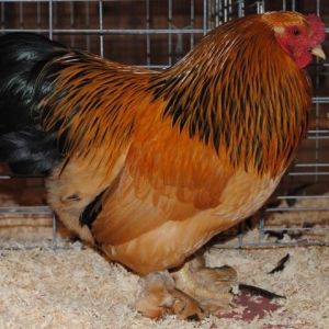 I raise buff brahma bantams all from the Wolfe bloodlines. Very nice looking birds