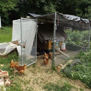 Just rained, we have made improvements.  They only go in the coop at sundown.   So cool that they did not need training.