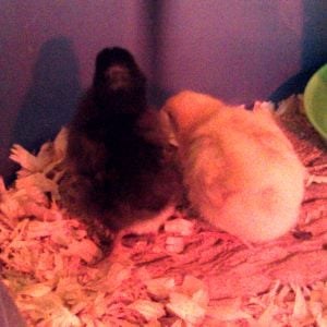 Spring 2014. Babies!! This is Fudge, the Plymouth Rock & Clementine the Buff Orpington. We went to the farm supply store for more shavings & came home with 2 peeps....oops!!;)