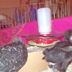 Minky, Black Australorp, the baby
About three weeks old
Very sweet and very quick little girl