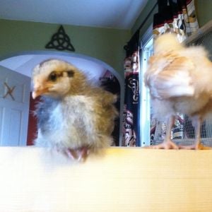 Perched on the top of the brooder