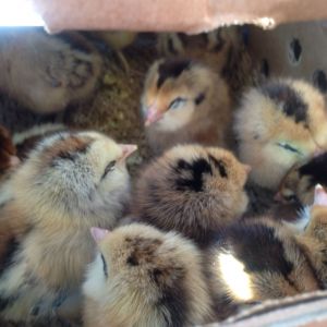 New baby chickies ☺️