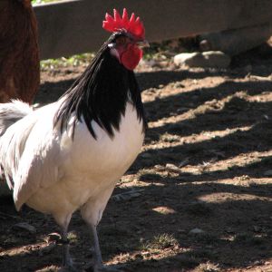 Lakenvelder rooster