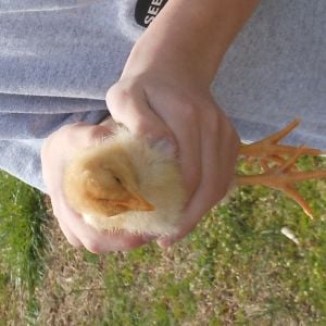 Jack the rooster as a chick (sorry, the picture wouldn't rotate)