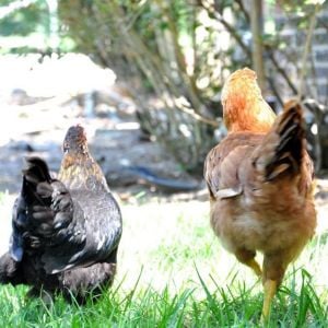 The black one, Molly, is a crossbreed of a Cochin Bantam and a Serama. She's the best little brooder and mother that I have ever owned. The gold one, Joey, is a Columbian Plymouth Rock, also Molly's adopted daughter. Notice the size difference :)