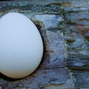Egg get rugged with petrified wood.