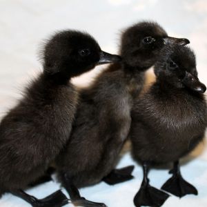 Day 1.
2 ducks, 1 drake.
Black Cayuga Ducks.